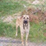 Cheapest Way to Keep Dogs from Digging Under Fence