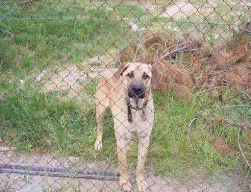 Cheapest Way to Keep Dogs from Digging Under Fence – 25 Tips